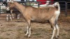 1 X TOGGENBURG DOE FRANSCOIS BOUWER