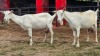 2 X SAANEN DOE FRANSCOIS BOUWER (Per animal to take the lot)