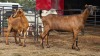 2 X BDE DOE FRANSCOIS BOUWER (Per animal to take the lot)