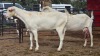 2 X SAANEN DOE FRANSCOIS BOUWER (Per animal to take the lot)