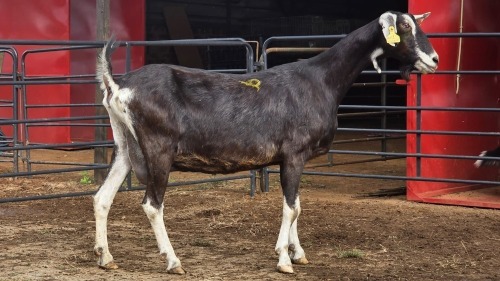 1 X BRITISH ALPINE DOE FRANSCOIS BOUWER