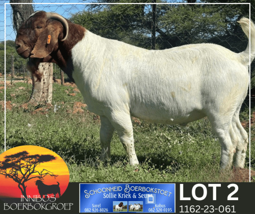 1 X BOER GOAT FLOCK BUCK Schoonheid Boer Goat Stud