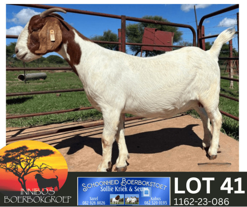1 X BOER GOAT FLOCK PREGNANT DOE Schoonheid Boer Goat Stud