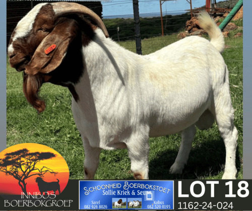 1 X BOER GOAT FLOCK BUCK Schoonheid Boer Goat Stud