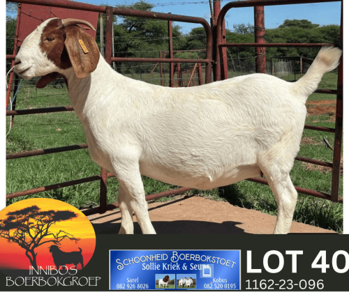 1 X BOER GOAT FLOCK PREGNANT DOE Schoonheid Boer Goat Stud