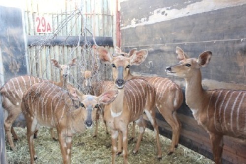 4 X NJALA/NYALA SUPREME (PER STUK OM LOT TE NEEM)