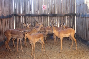 9 X ROOIBOK/IMPALA JENOBLI (PER STUK OM LOT TE NEEM)