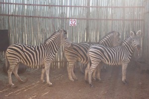 4 X SEBRA/ZEBRA JENOBLI (PER STUK OM LOT TE NEEM)