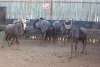 5 X BLOUWILDEBEES/ BLUE WILDEBEEST RIETFONTEIN W/D (PER STUK OM LOT TE NEEM)