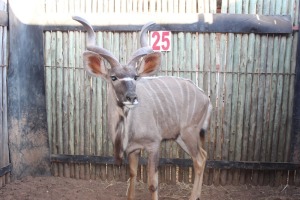 1 X KOEDOE/KUDU JENOBLI