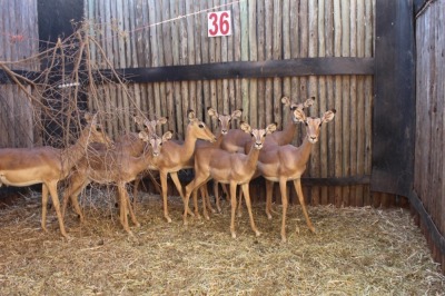 8 X ROOIBOK/IMPALA SUPREME (PER STUK OM LOT TE NEEM)