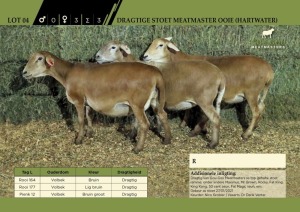 LOT 4 3X Stoet Meatmaster Ooie (Hartwater) Twee Dragtig, een met lam 