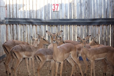 10 X ROOIBOK/IMPALA JENOBLI (PER STUK OM LOT TE NEEM)