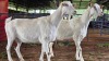 2 X SAANEN DOE FRANSCOIS BOUWER (Per animal to take the lot)