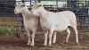 2 X WHITE DORPER EWE ACHTERHOEK BOERDERY (Per animal to take the lot)