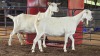 2 X SAANEN DOE FRANSCOIS BOUWER (Per animal to take the lot)