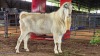 1 X SAANEN BUCK FRANSCOIS BOUWER
