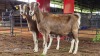 2 X TOGGENBURG DOE FRANSCOIS BOUWER (Per animal to take the lot)