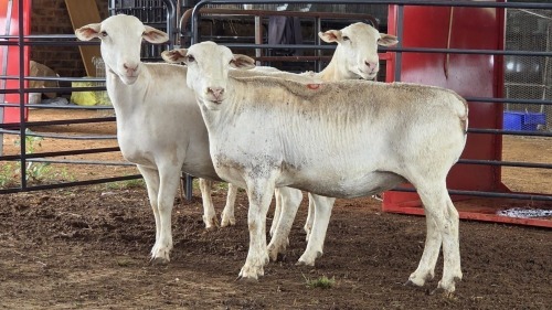 3 X WHITE DORPER EWE ACHTERHOEK BOERDERY (Per animal to take the lot)