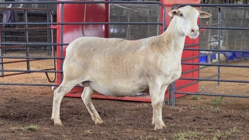 1 X WHITE DORPER EWE ACHTERHOEK BOERDERY