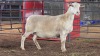 1 X WHITE DORPER EWE ACHTERHOEK BOERDERY