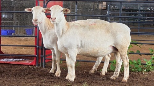 2 X WHITE DORPER EWE ACHTERHOEK BOERDERY (Per animal to take the lot)