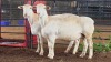 2 X WHITE DORPER EWE ACHTERHOEK BOERDERY (Per animal to take the lot)