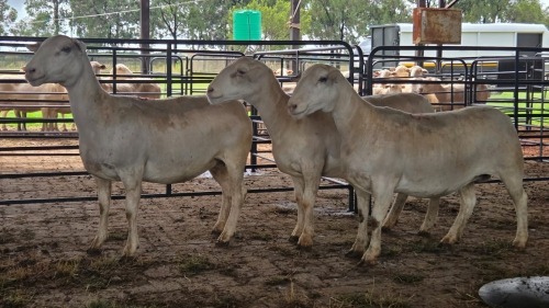 3 X WHITE DORPER EWE ACHTERHOEK BOERDERY (Per animal to take the lot)
