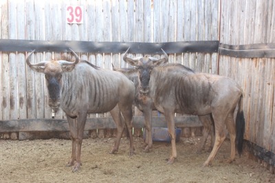 3 X BLOUWILDEBEES/ BLUE WILDEBEEST SUPREME (PER STUK OM LOT TE NEEM)