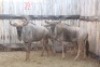 3 X BLOUWILDEBEES/ BLUE WILDEBEEST SUPREME (PER STUK OM LOT TE NEEM)