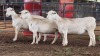 3 X WHITE DORPER EWE ACHTERHOEK BOERDERY (Per animal to take the lot)
