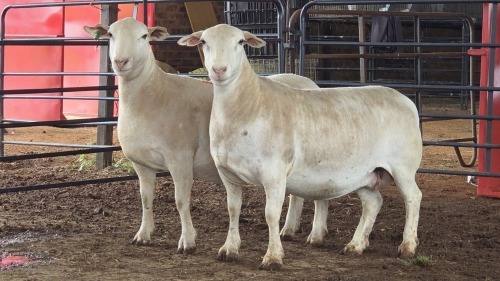 2 X WHITE DORPER EWE ACHTERHOEK BOERDERY (Per animal to take the lot)