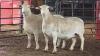 2 X WHITE DORPER EWE ACHTERHOEK BOERDERY (Per animal to take the lot)