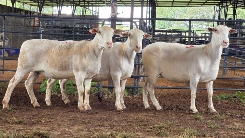 3 X WHITE DORPER EWE ACHTERHOEK BOERDERY (Per animal to take the lot)