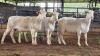 3 X WHITE DORPER EWE ACHTERHOEK BOERDERY (Per animal to take the lot)