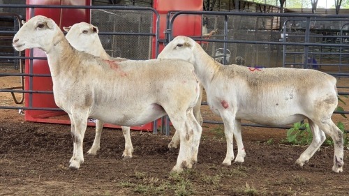3 X WHITE DORPER EWE ACHTERHOEK BOERDERY (Per animal to take the lot)