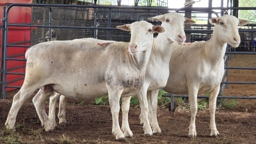 3 X WHITE DORPER EWE ACHTERHOEK BOERDERY (Per animal to take the lot)