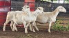 3 X WHITE DORPER EWE ACHTERHOEK BOERDERY (Per animal to take the lot)