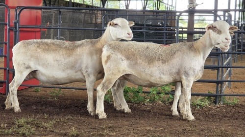 3 X WHITE DORPER EWE ACHTERHOEK BOERDERY (Per animal to take the lot)
