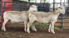 3 X WHITE DORPER EWE ACHTERHOEK BOERDERY (Per animal to take the lot)