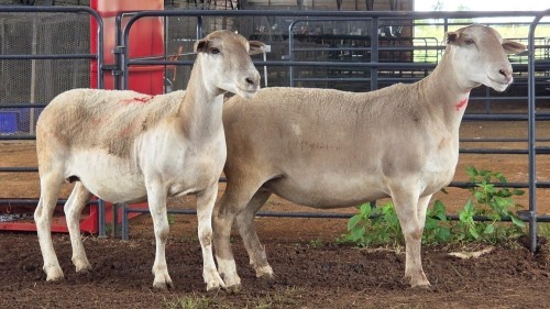 2 X WHITE DORPER EWE ACHTERHOEK BOERDERY (Per animal to take the lot)