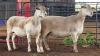 2 X WHITE DORPER EWE ACHTERHOEK BOERDERY (Per animal to take the lot)