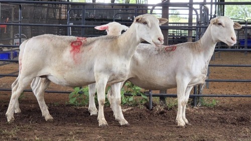 3 X WHITE DORPER EWE ACHTERHOEK BOERDERY (Per animal to take the lot)