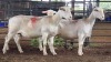 3 X WHITE DORPER EWE ACHTERHOEK BOERDERY (Per animal to take the lot)