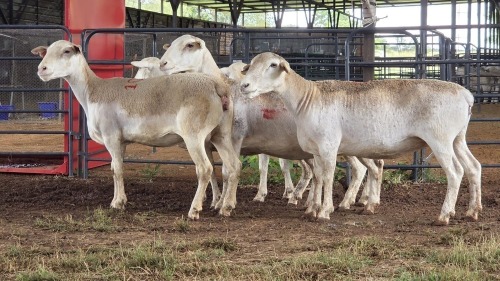 5 X WHITE DORPER EWE ACHTERHOEK BOERDERY (Per animal to take the lot)