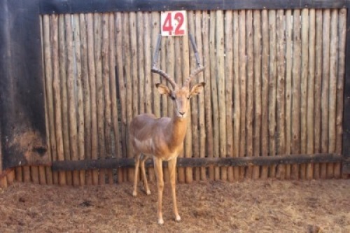 1 X ROOIBOK/IMPALA RIETFONTEIN W/D