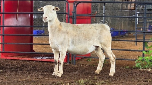 1 X WHITE DORPER EWE ACHTERHOEK BOERDERY