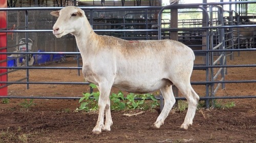 1 X WHITE DORPER EWE ACHTERHOEK BOERDERY