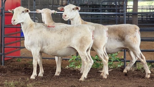 3 X WHITE DORPER EWE ACHTERHOEK BOERDERY (Per animal to take the lot)