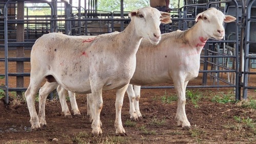 3 X WHITE DORPER EWE ACHTERHOEK BOERDERY (Per animal to take the lot)